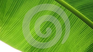 Texture of fresh organic banana green leaf in plant, Abstract of corrugated vein glowing in sunlight, In the garden, Close up.