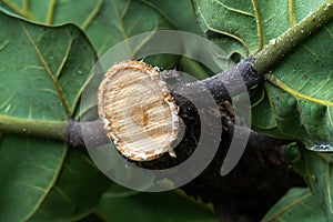 Texture of fresh tree bench cutting by electric chainsaw