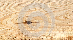 Texture of freshly sawn wood, background, closeup