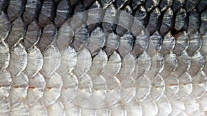 Texture of freshwater fish scales