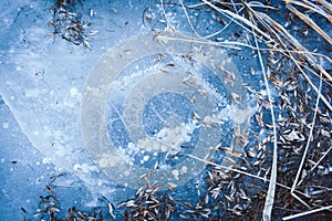 The texture of the frozen surface of the river with dry grass and tree seeds, which lie on the surface of the ice.