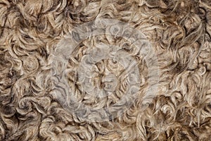 The texture of the fur sheepskin