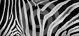Texture of fur, wool zebra. Striped black and white background.