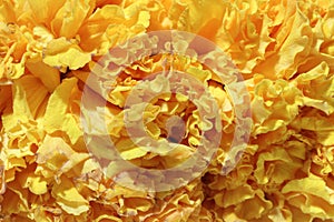 Texture of garland marigold petal flower, a plant of the daisy family.