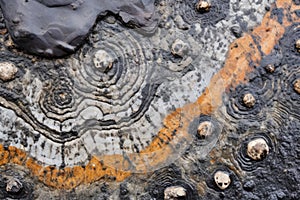 texture of gastropod fossil in flint stone