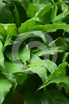 Texture of gathered Green Leaves for Background