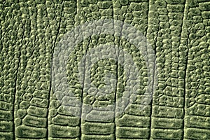 Texture of genuine leather close-up, embossed under the skin crocodile, green color print, trendy background.