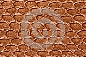 Texture of genuine leather close-up, embossed under skin of gold brown reptile. For modern pattern, wallpaper