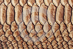 Texture of genuine leather close-up, embossed under the skin a reptile, alligator, reptile of brown color