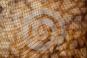 Texture of genuine leather close-up, embossed under the skin a reptile, trend background