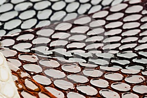 Texture of genuine patent leather closeup embossed under the skin a reptile, color samples, selective focus