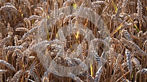 Texture of golden wheat field with ripe grains in spikelets