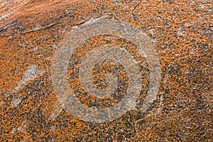 Texture of Golden yellow orange Lichen on rocks at Remarkable Rocks, Kangaroo Island, South Australia.