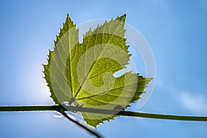 The texture of a grape leaf on a background of a blue sky.