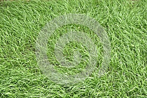 Texture of grass