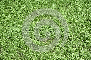 Texture of grass