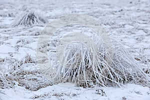 Texture of grass in the frost, high in the mountains of the Caucasus