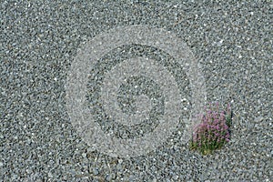 Texture from a gravel area with a blossoming wildflower