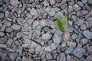 The texture of gravel through which the plant germinates.