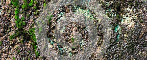 Texture of gray grunge rock wall with wet green moss texture background