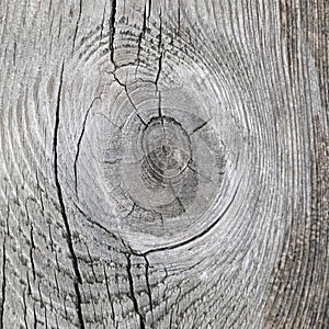 Texture of gray old pine board with knot