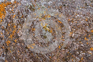 texture of gray rock stone with yellow lichen