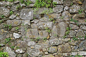 Texture of gray stone wall covered with lichen and plants