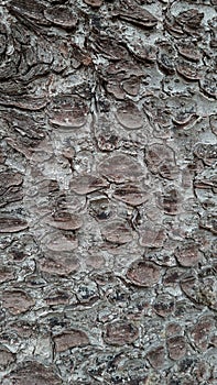 Texture of gray tree bark close up.