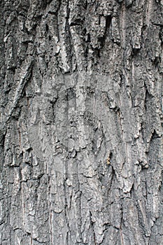 Texture of gray tree bark