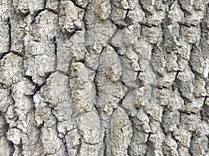 The texture of the gray tree bark image that fills the frame