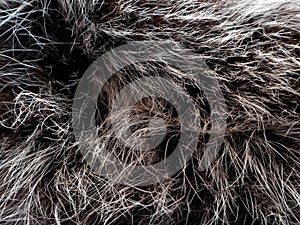 Texture of gray wolf hair fur. Texture of fur. Wool of wolf. Wool of dog