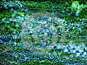 Texture green abstract background - grass / alga photo