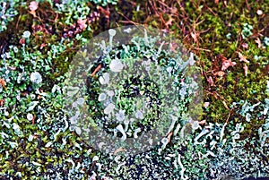 The texture of green and blue moss in the forest under natural light