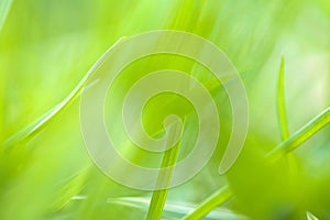 The texture of green blur and soft for background