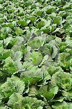 Texture of green cabbage field