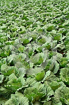 Texture of green cabbage field