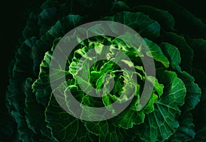 A texture of green cabbage in an organic farm.