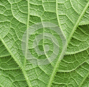 Texture of green cucumber leaf on the back