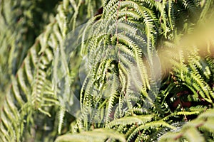 Texture green fern plant. pattern of fern leaves. it is a flowerless plant that has feathery or leafy fronds.