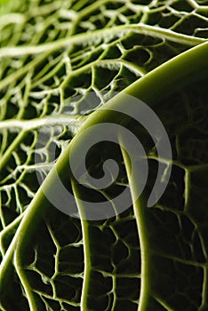 Texture of green fresh savoy cabbage leaf
