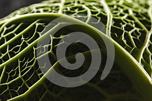 green fresh savoy cabbage leaf