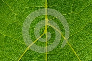 Texture of green grape leaf macro background