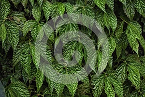 Texture of green grape leaves