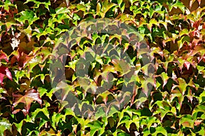 Texture of green grape leaves on a sunny day