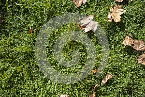 The texture is green grass with dead dry leaves.