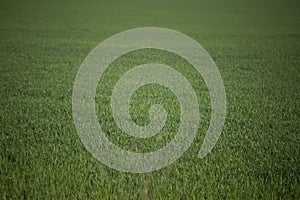 texture green grass wheat young spring