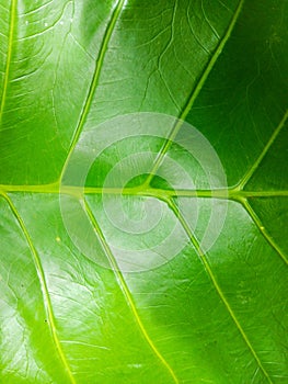 The texture of green keladi leaves, nature background. photo