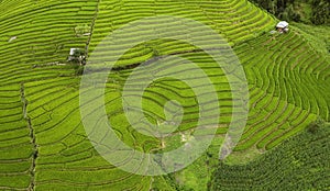 texture of green landscape view background of rice terraces in Sapa North Vietnam