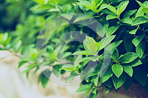 Texture of green lea/ves. Texture of leaves background toning