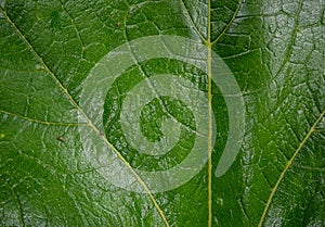 Texture of a green leaf